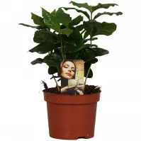 Coffea Arabica