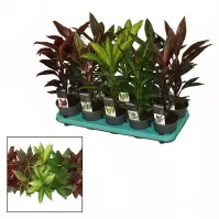 Cordyline Kiwi