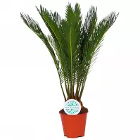 Cycas Revoluta