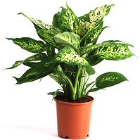 Dieffenbachia Compacta