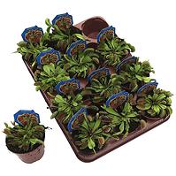 Dionaea Muscipula