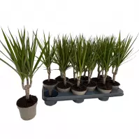 Dracena Marginata
