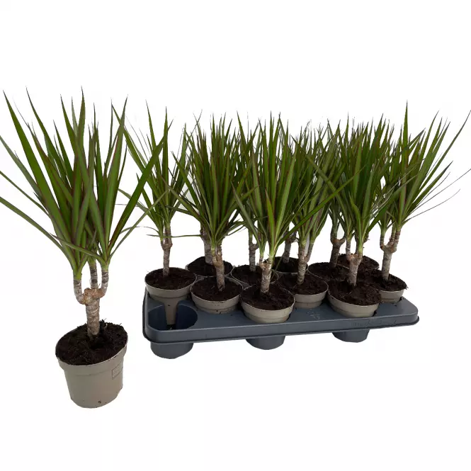 Dracaena Marginata