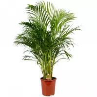 Dypsis Lutescens (Areca)