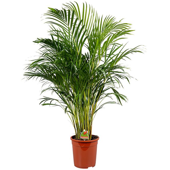 Dypsis Lutescens (Areca)