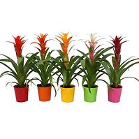 Guzmania Mix