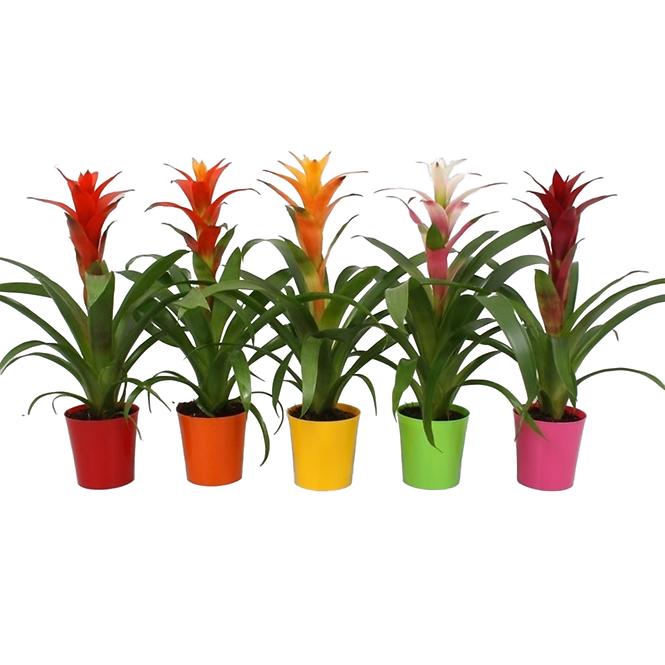 Guzmania Mix