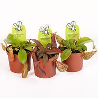 Nepenthes Mix