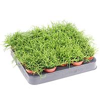 Rhipsalis Mix K10