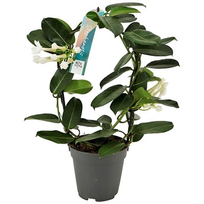 Stephanotis Floribunda