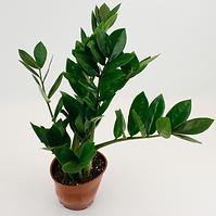 Zamioculcas Zamiifolia