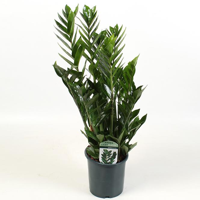 Zamioculcas Zamiifolia