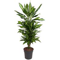 Dracaena Fr. Cintho