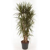 Dracaena Marginata