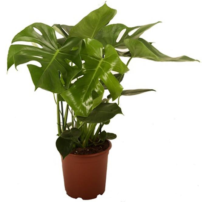 Monstera Pertusum