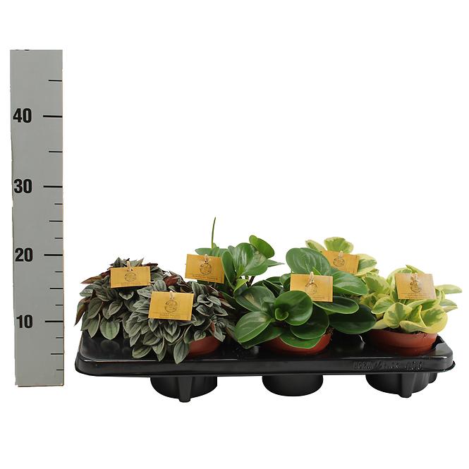 Peperomia Overig Gemengd