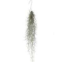 Tillandsia Usneoides