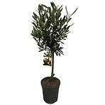 Olea Europaea 15/55