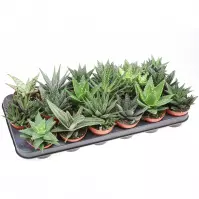 Aloe/hawortia mix 8.5/12