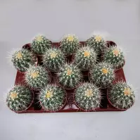 Echinocactus grusonii 8.5/10