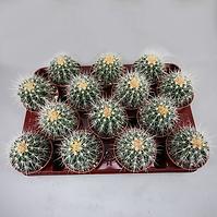 Echinocactus grusonii 8.5/10