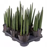 Sansevieria cylindrica 10/30