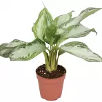 Aglaonema silver bay 12/40