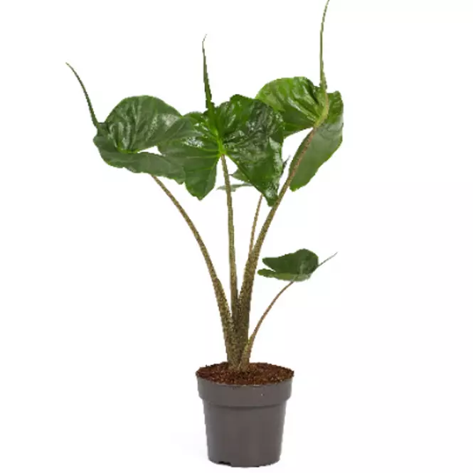 Alocasia stingray 14/45