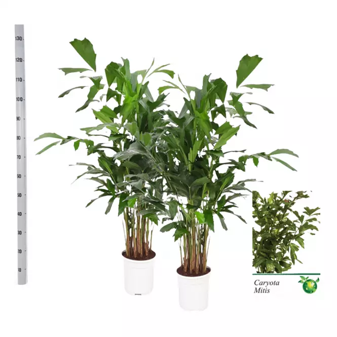 Caryota mitis 21/115
