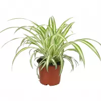 Chlorophytum comosum 12/25