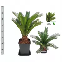 Cycas revoluta k21