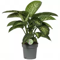 Dieffenbachia reeva 19/60