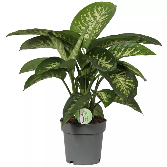 Dieffenbachia reeva 19/60