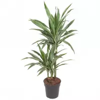 Dracaena fragrans warneckii 19/90