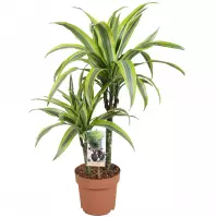 Dracaena lemon lime 30-15 17/60
