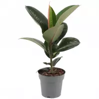 Ficus elastica robusta 17/50