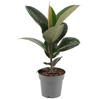 Ficus elastica robusta 17/50