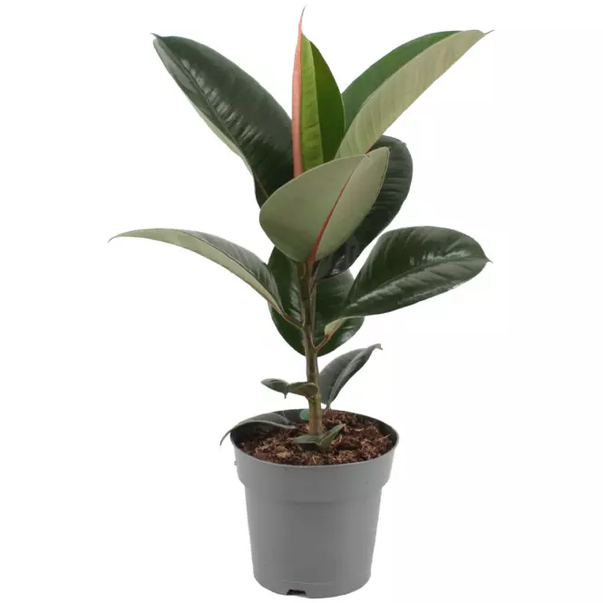 Ficus elastica robusta 17/50