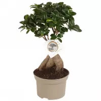 Ficus microcarpa ginseng 15/40