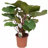 Homalomena rubescens maggy