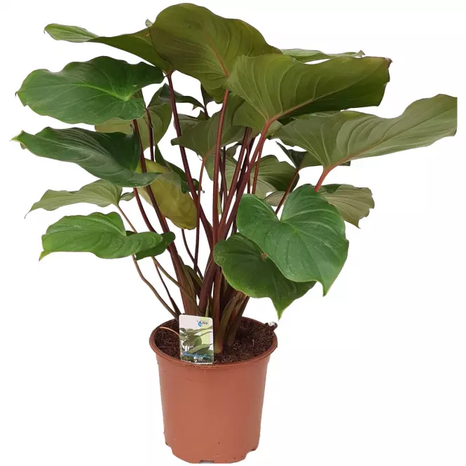 Homalomena rubescens maggy
