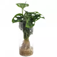 Monstera in glass 12/25