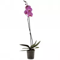 Phalaenopsis single violet 12/60