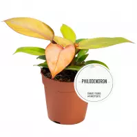 Philodendron prince of orange 12/15
