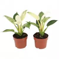 Philodendron white stripe 12/30