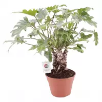 Philodendron xanadu on stem 17/40