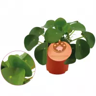 Pilea peperomioides 10.5/15