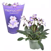 Streptocarpus mix 12/25