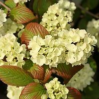 Viburnum plic. Opening day piivib-ii pbr C3 30-40