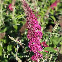 Budleja davida funky fuchsia PIIBD-II PBR 30-40